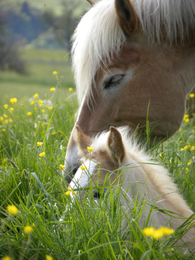 Chevaux, du Pacifique aux Vosges du Nord