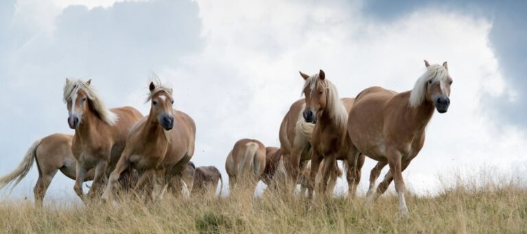 Rencontre avec Dominique Vogel — Le lait de jument